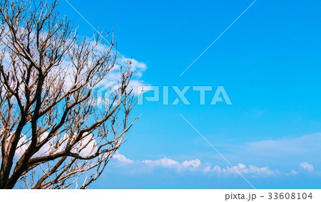 Tree branches against blue sky with clouds 33608104
