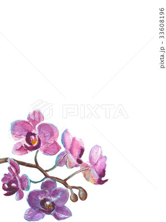 Watercolor orchid branch on white background 33608196