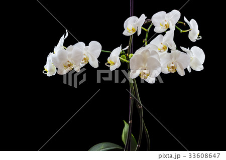 Beautiful white phalaenopsis orchid on black Beautiful white phalaenopsis orchid on black 33608647