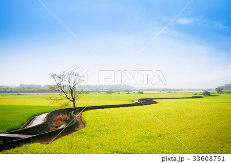 Rice field in Chihshang, Taitung, Taiwan. 33608761