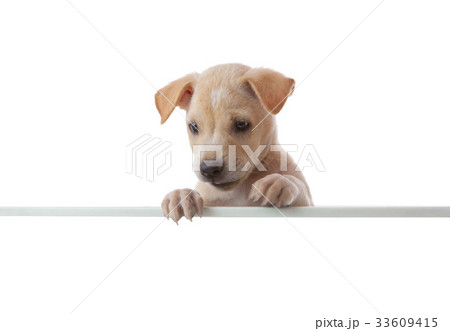 dog with empty boar 33609415