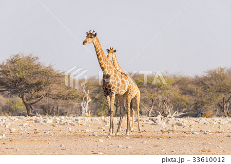 Giraffe walking in the bush on the desert pan 33610012