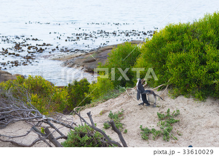 The African Penguin colony at Boulders Beach 33610029