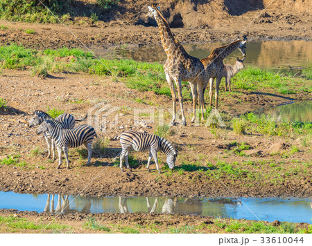 Herd of Zebras, Giraffes and Antelopes 33610044