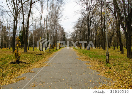 Alley in city park on autumn 33610516