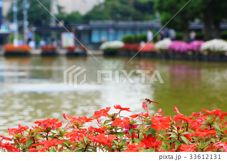 上野公園の噴水広場の赤い吊舟草に赤とんぼ 33612131