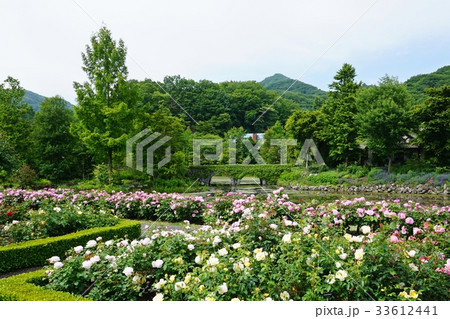 新緑の軽井沢レイクガーデン 33612441