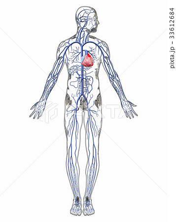 静脈_人体2透明 33612684