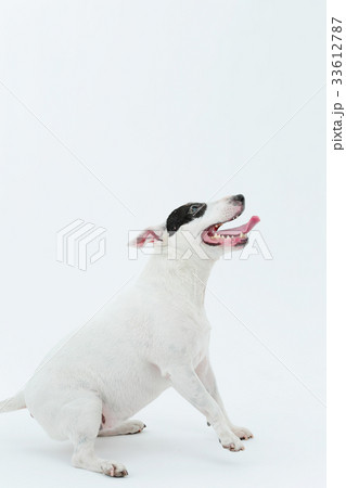 ブルテリア　アイパンチ 33612787