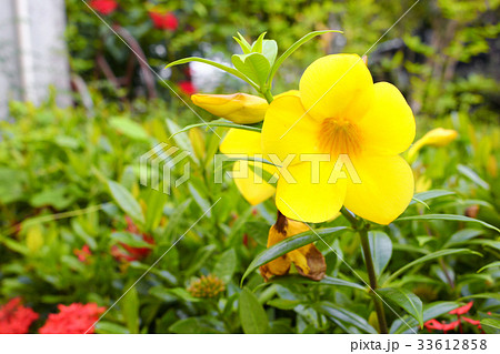 Allamanda cathartica Yellow flower at beautiful Allamanda cathartica Yellow flower at beautiful 33612858