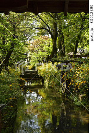 松尾大社 山吹 松尾大社 山吹 33612899