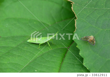 小さなバッタ　東京郊外の畑で 33612911
