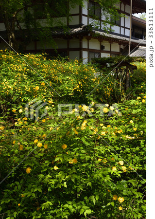 松尾大社 山吹 松尾大社 山吹 33613111