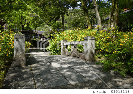 松尾大社 山吹 松尾大社 山吹 33613113