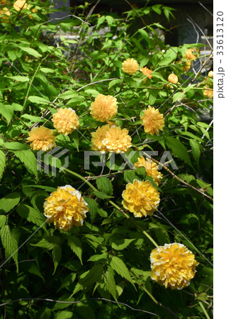 松尾大社　山吹 33613120