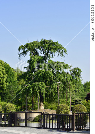 東寺 不二桜 東寺 不二桜 33613151