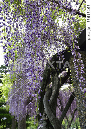 京都市美術館　庭園（藤棚） 33613163