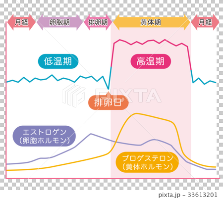 基礎體溫表基礎體溫女性荷爾蒙 基礎體溫表基礎體溫女性荷爾蒙 33613201