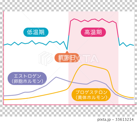 基礎体温表　基礎体温　女性ホルモン 33613214