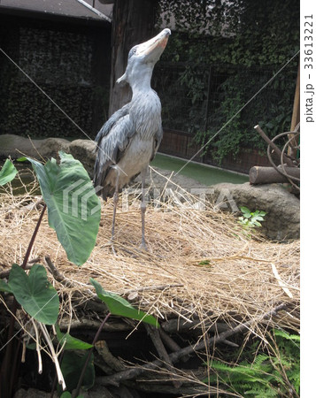 上を向くハシビロコウ 上を向くハシビロコウ 33613221