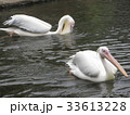 ペリカンのつがい 33613228