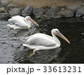 ペリカンのつがい 33613231