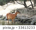 水中にいる鹿 33613233
