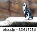 横向きのケープペンギン 33613238