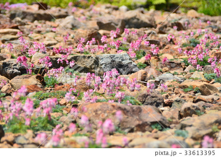コマクサの群生 33613395