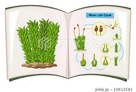 Book showing life cycle of moss 33613581