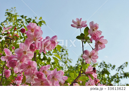 ハナカイドウ ハナカイドウ 33613622