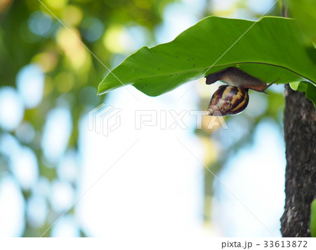 tropical snail under large bird's nest palm leaf  33613872