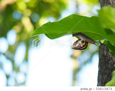 tropical snail under large bird's nest palm leaf  33613873