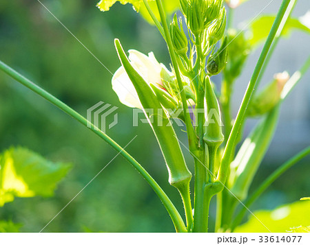 オクラの実と花 33614077