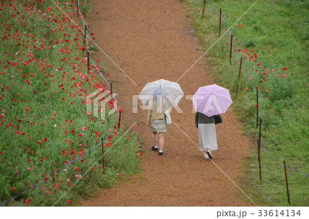 雨の観光地　埼玉　天空のポピー 33614134