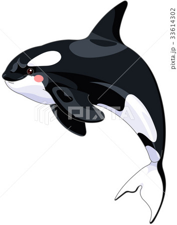 Killer Whaleのイラスト素材 33614302 Pixta