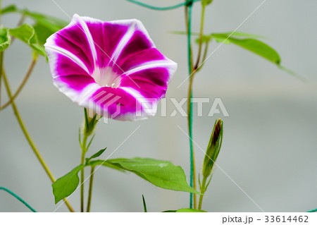 花柄の変わった 朝顔 アサガオ の写真素材