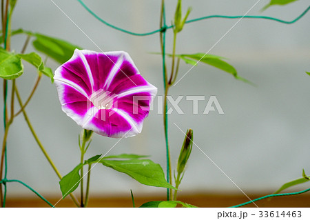 花柄の変わった 朝顔 アサガオ の写真素材