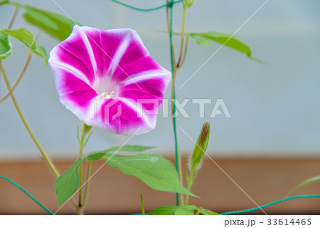 花柄の変わった 朝顔 アサガオ の写真素材