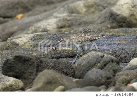 チュウシャクシギ 33614684