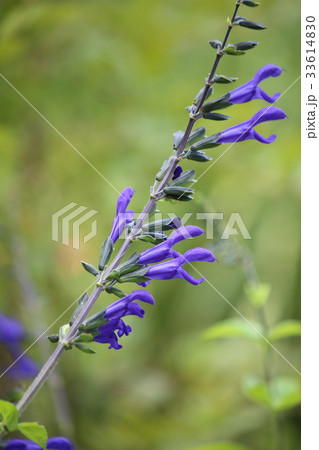 メドーセージの花 33614830