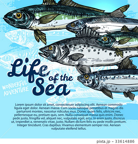 Vector poster of fish sea life or oceanarium Vector poster of fish sea life or oceanarium 33614886