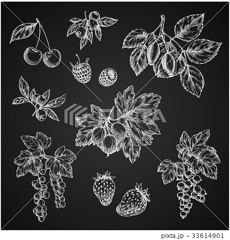 Vectro chalk sketch icons of berries fruits Vectro chalk sketch icons of berries fruits 33614901