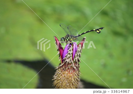 オニバスの花にとまるオニヤンマ 33614967