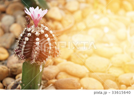 Small cactus blooming flower in cactus garden Small cactus blooming flower in cactus garden 33615640