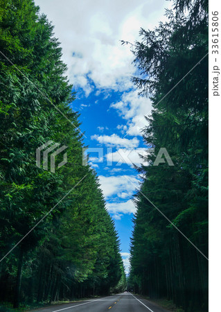 Road with Trees and Blue Sky Road with Trees and Blue Sky 33615806