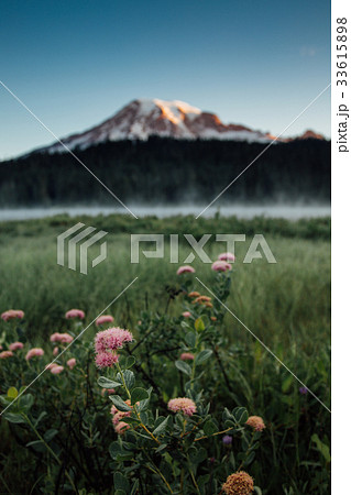 Wildflowers at Reflection Lakes with Mountain 33615898