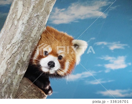 レッサーパンダ01 33616701