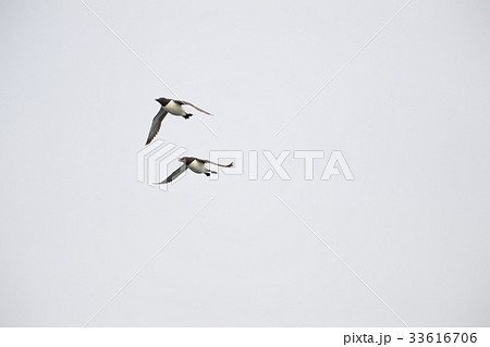 オロロン鳥　ウミガラス　天売島 33616706