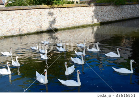 ブルージュの白鳥 33616951